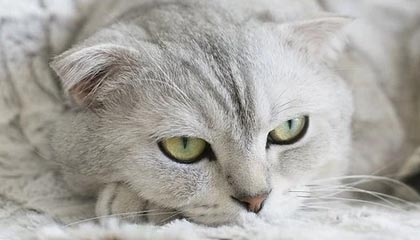 楚雄最新公积金卡提取现金方法app方法分析(最方便真实的楚雄公积金卡怎样从手机里取出来?方法)