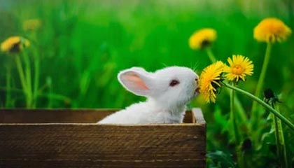 楚雄最新公积金卡提取现金方法app方法分析(最方便真实的楚雄公积金卡怎样从手机里取出来?方法)